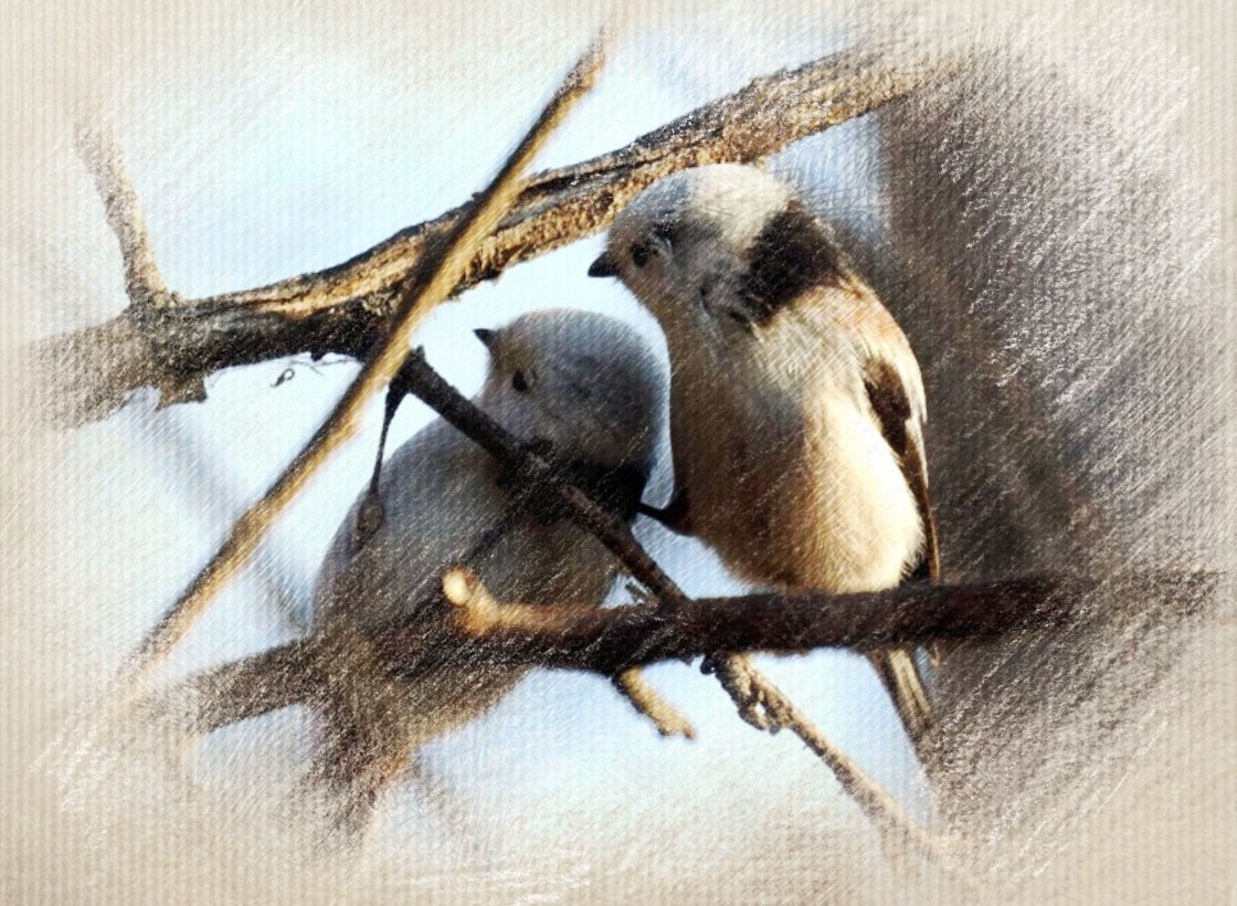 Птицы Комсомольска на Амуре