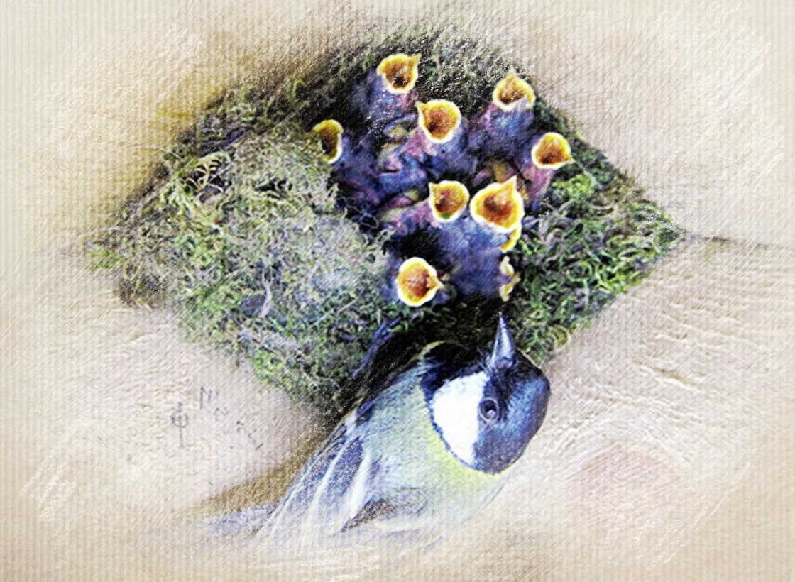 Гнездо синицы лазоревки